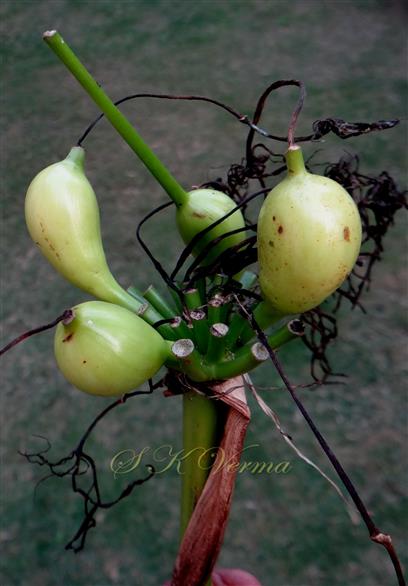  Fruirs